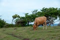 Cow Grazing by the Ocean Royalty Free Stock Photo