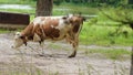 Cow tied to a tree.