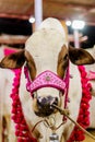 Cow to be slaughtered for Qurbani during the days of Eid-ul-adha