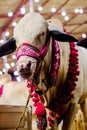 Cow to be slaughtered for Qurbani during the days of Eid-ul-adha