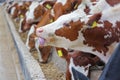 Cow with the tongue out enjoys the meal Royalty Free Stock Photo