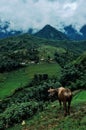 Cow on the top of a hill in front of rice paddies