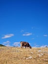 Cow at the top of the mountain Royalty Free Stock Photo