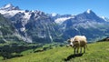 Cow on top of mountain with Alps as background Royalty Free Stock Photo