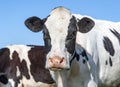 Cow tough and cheeky, black and white, calm friendly look, pink nose, and a blue sky Royalty Free Stock Photo