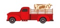 Cow Transportation flat vector illustration. Farm livestock animals moving. Cattle relocation with a red pick up truck. Royalty Free Stock Photo