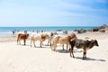 Cow on Tropical beach ,Goa, India Royalty Free Stock Photo