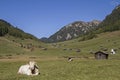 Cow on Tschey meadow in Tyrol Royalty Free Stock Photo