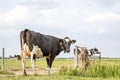 Cow, turning her head to look, with a large pale pink udder, black and white Holstein next to a fence in the green grass