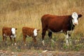 Cow and two calves