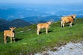 A cow with two calves in Oiz mountain, Basque Country, Spain Royalty Free Stock Photo