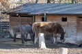 A Cow and Two Donkeys Feeding in a Farm