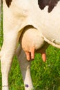 Cow udder Royalty Free Stock Photo