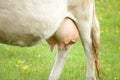 Cow udder Royalty Free Stock Photo