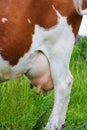 Cow udder Royalty Free Stock Photo