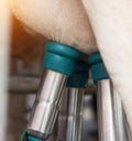 Cow udder with an apparatus for milking milk, close-up, milking cow`s milk, equipment