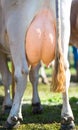 Cow udder close shot before milking