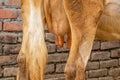 Cow udder close up view Royalty Free Stock Photo