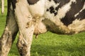 Cow udder closeup Royalty Free Stock Photo