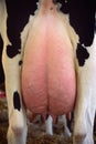 Cow udder