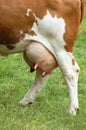 Cow Udder Full with Milk