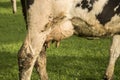 Cow udder closeup Royalty Free Stock Photo