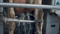 Cow udder milking carousel working in robotic technological farm closeup.
