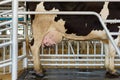 cow udder in milking hall.