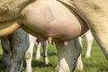 Cow udder and teat close up, full and round, soft pink and full of milk Royalty Free Stock Photo