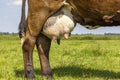 Brown swiss cow udder and teat close up, soft pink and large mammary veins, full and round, soft pink and mammary veins Royalty Free Stock Photo