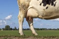 Cow udder and teat, soft pink and mammary veins Royalty Free Stock Photo