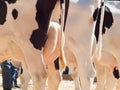 Cow udders. outdoor Royalty Free Stock Photo