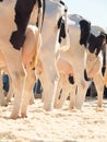 Cow udders. outdoor Royalty Free Stock Photo