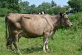Cow of the Ukrainian gray breed costs on a grass