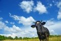 Cow under clouds Royalty Free Stock Photo