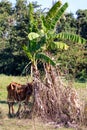 Cow under shadow at field Royalty Free Stock Photo
