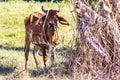 Cow under shadow at field Royalty Free Stock Photo