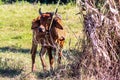 Cow under shadow at field Royalty Free Stock Photo