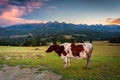 A cow under the Tatra Mountains at sunset. The pass over Lapszanka in Poland Royalty Free Stock Photo