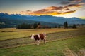 A cow under the Tatra Mountains at sunset. The pass over Lapszanka in Poland