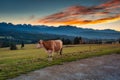 A cow under the Tatra Mountains at sunset. The pass over Lapszanka in Poland Royalty Free Stock Photo