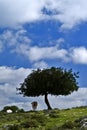 Cow under tree in countryside Royalty Free Stock Photo