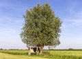 Cow under a tree in a field, eveningsun bright at sunset Royalty Free Stock Photo