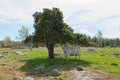 Cow under a tree. Royalty Free Stock Photo