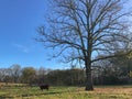 A cow underneath a tree in a green field under a bright blue sky in winter Royalty Free Stock Photo