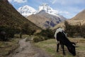 Cow on the valley of Huascaran mountains, on Huaraz