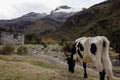 Cow on the valley of Huascaran mountains, on Huaraz