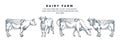 Cow in various poses, vector sketch illustration. Farm cattle animals hand drawn design elements set