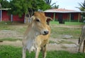 Cow of the Venezuelan Llanos.