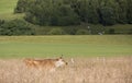 cow in very high grass of summer meadow in belgian ardennes region